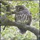 Barred Owl 